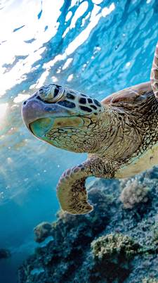 Great Barrier Reef